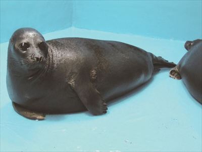 サンシャイン水族館　ベビーラッシュ