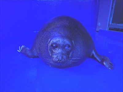 サンシャイン水族館　ベビーラッシュ