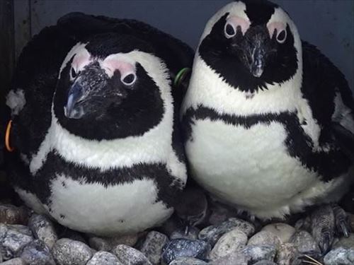 サンシャイン水族館　ベビーラッシュ