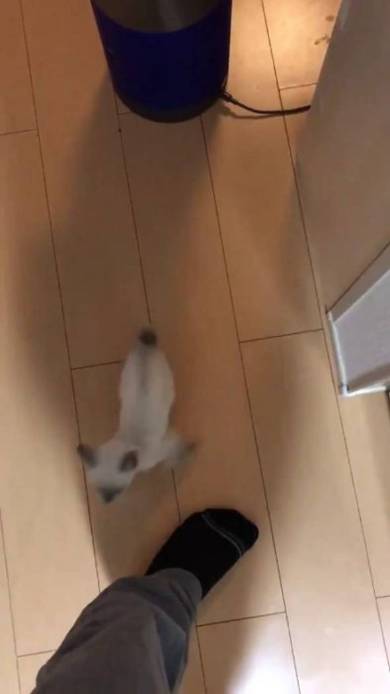 子猫 しらす 登坂力