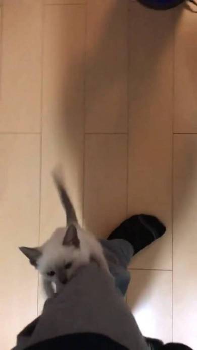 子猫 しらす 登坂力