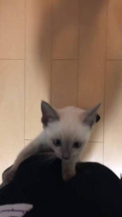 子猫 しらす 登坂力