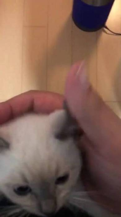 子猫 しらす 登坂力