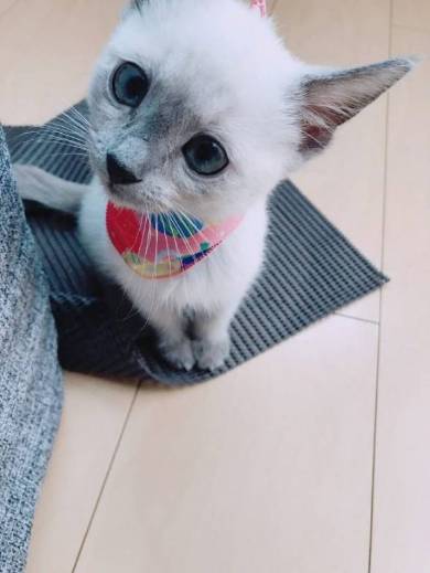 子猫 しらす 登坂力