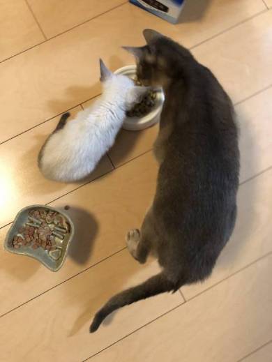 子猫 しらす 登坂力