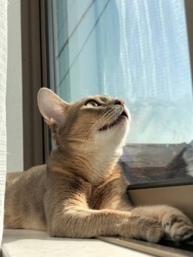 子猫 しらす 登坂力