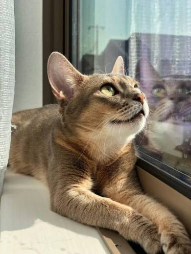 子猫 しらす 登坂力