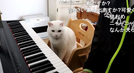 動画開始時のニャンコ