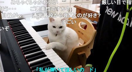 片足をあげるニャンコ