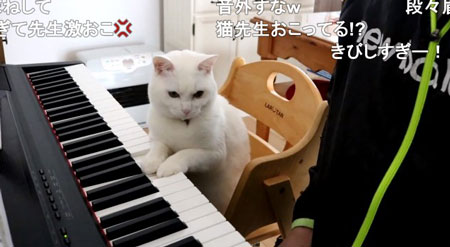 片足をあげるニャンコ