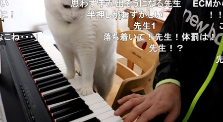 見きれるニャンコ