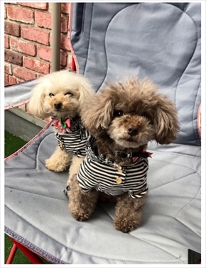 堀ちえみ 退院 手術 食道がん ステージ1 舌がん 愛犬