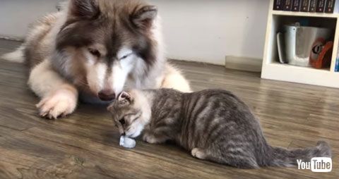 氷に興味津々の猫ちゃん