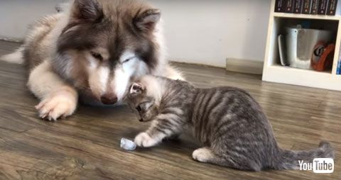 氷をつつく猫ちゃん