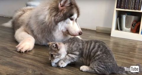 そっぽを向くワンコ