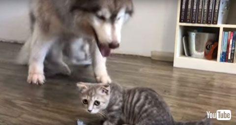 飼い主を見つめるニャンコ