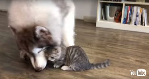 氷を取っちゃうワンコ