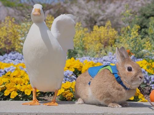 クッキーとかんぺい