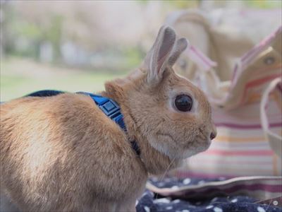 クッキーとかんぺい