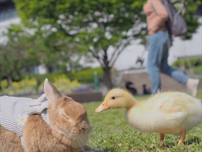クッキーとかんぺい