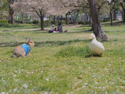 クッキーとかんぺい