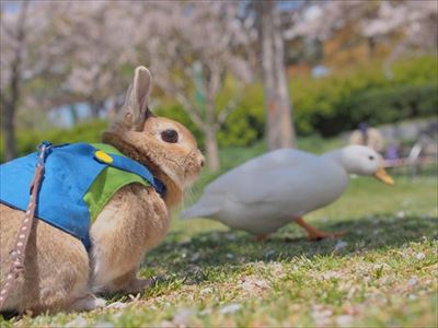 クッキーとかんぺい