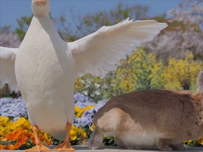 クッキーとかんぺい
