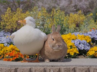 クッキーとかんぺい