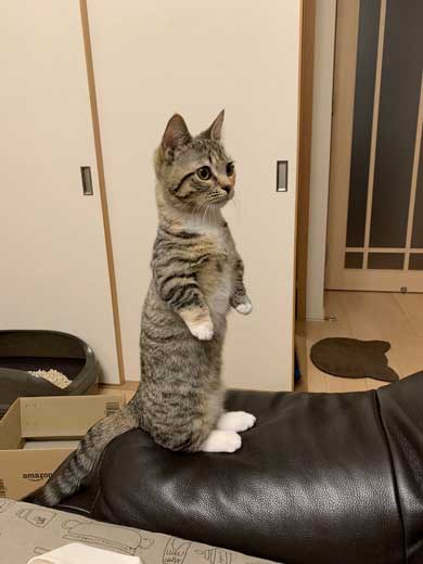 よく立つ 猫 猫背じゃない マンチカン