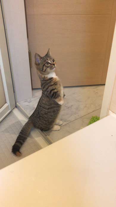 よく立つ 猫 猫背じゃない マンチカン