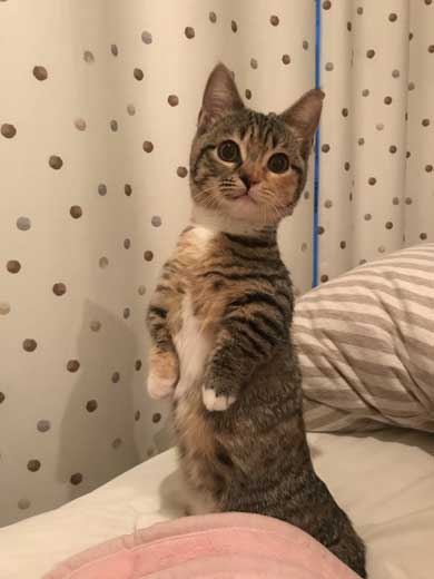 よく立つ 猫 猫背じゃない マンチカン