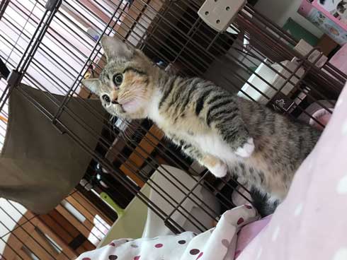 よく立つ 猫 猫背じゃない マンチカン