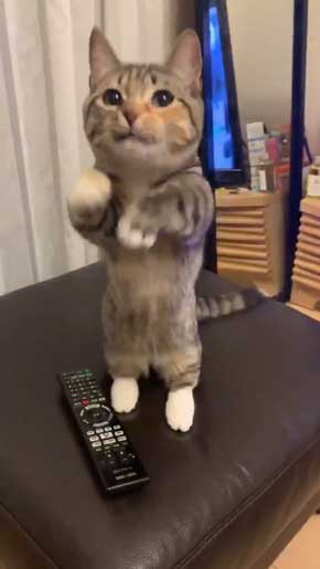 よく立つ 猫 猫背じゃない マンチカン