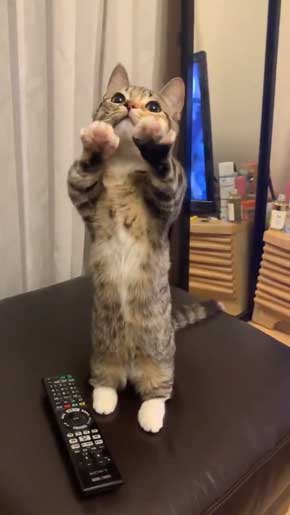 よく立つ 猫 猫背じゃない マンチカン