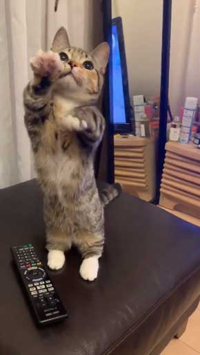 よく立つ 猫 猫背じゃない マンチカン