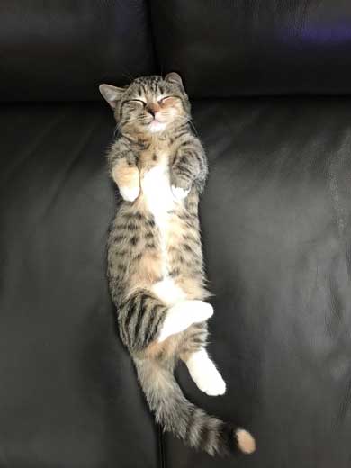 よく立つ 猫 猫背じゃない マンチカン