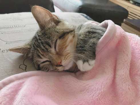 よく立つ 猫 猫背じゃない マンチカン