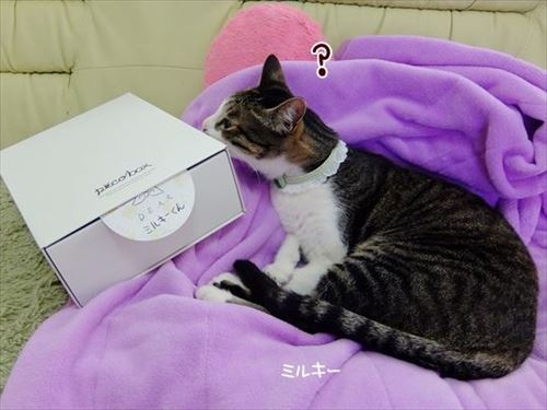 柴犬ひかりといちごと猫ミルキー