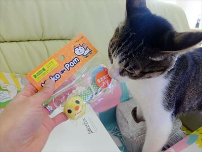 柴犬ひかりといちごと猫ミルキー