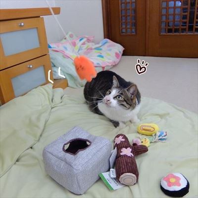 柴犬ひかりといちごと猫ミルキー