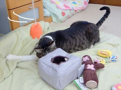 柴犬ひかりといちごと猫ミルキー