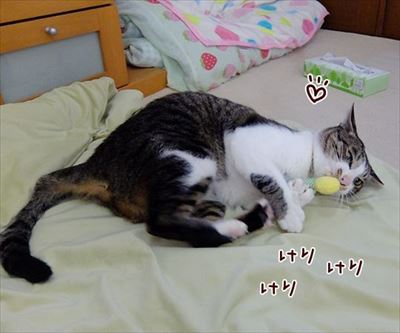 柴犬ひかりといちごと猫ミルキー