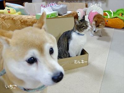 柴犬ひかりといちごと猫ミルキー