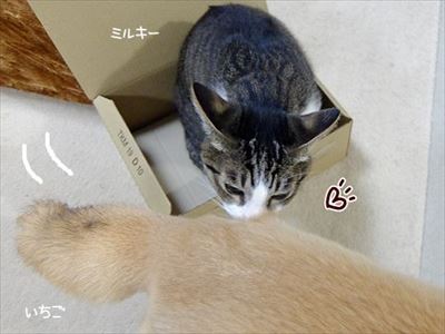 柴犬ひかりといちごと猫ミルキー