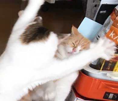 ンバッ 猫 ディフェンス 威嚇 驚き 顔 尻尾 かわいい 2匹 写真