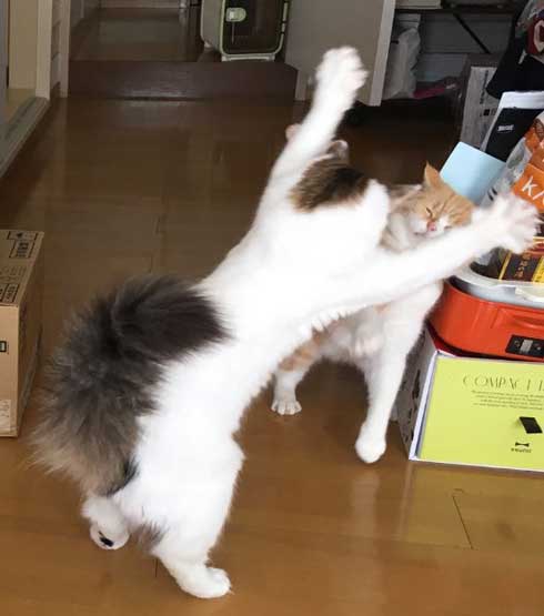 猫どっきり