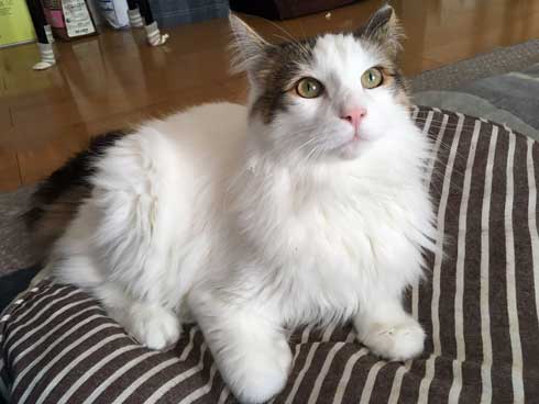 ンバッ 猫 ディフェンス 威嚇 驚き 顔 尻尾 かわいい 2匹 写真