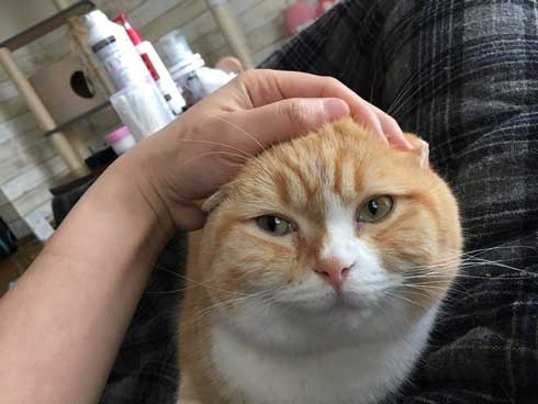 ンバッ 猫 ディフェンス 威嚇 驚き 顔 尻尾 かわいい 2匹 写真