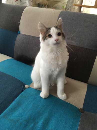 ンバッ 猫 ディフェンス 威嚇 驚き 顔 尻尾 かわいい 2匹 写真