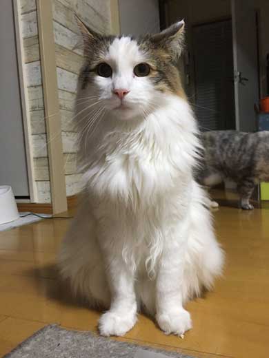 ンバッ 猫 ディフェンス 威嚇 驚き 顔 尻尾 かわいい 2匹 写真